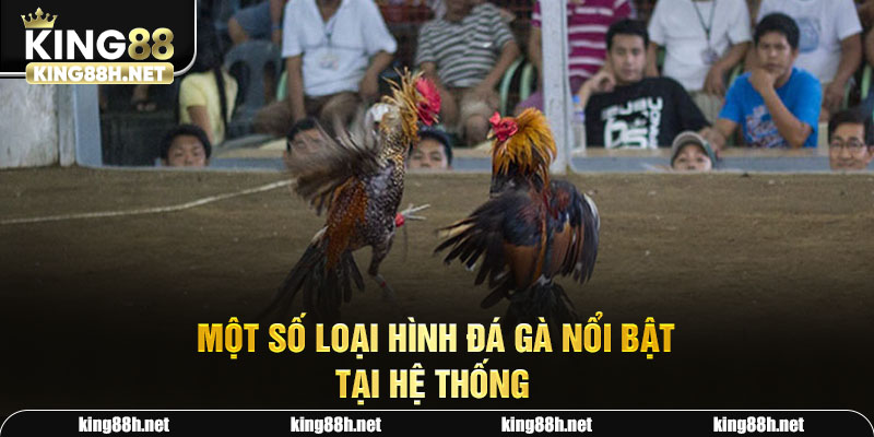 Một số loại hình đá gà nổi bật tại hệ thống