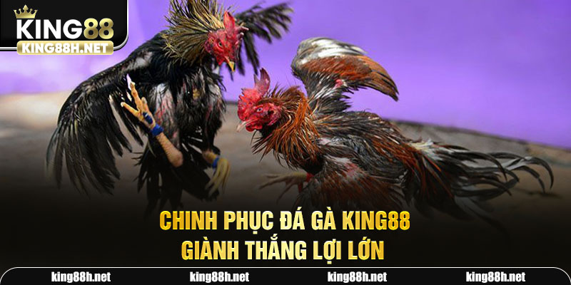 Chinh phục đá gà King88 giành thắng lợi lớn