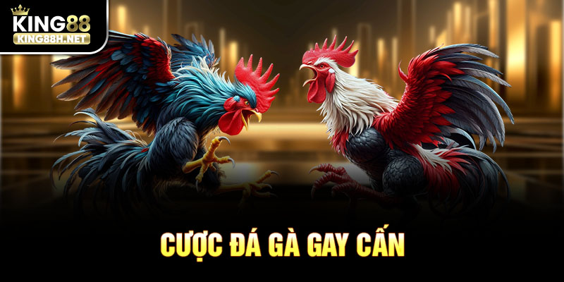 Cược đá gà gay cấn