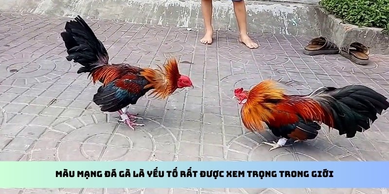 Màu mạng đá gà là yếu tố rất được xem trọng trong giới