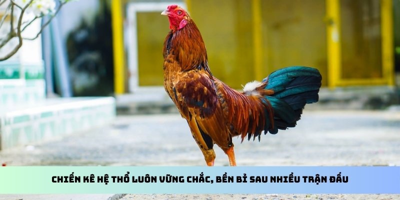 Chiến kê hệ thổ luôn vững chắc, bền bỉ sau nhiều trận đấu